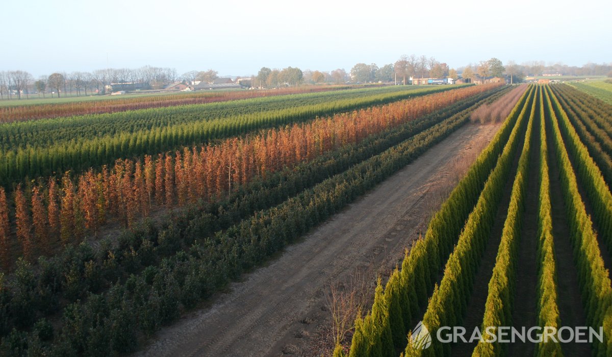 Diensttuinplanten4 • Gras en Groen Winkel