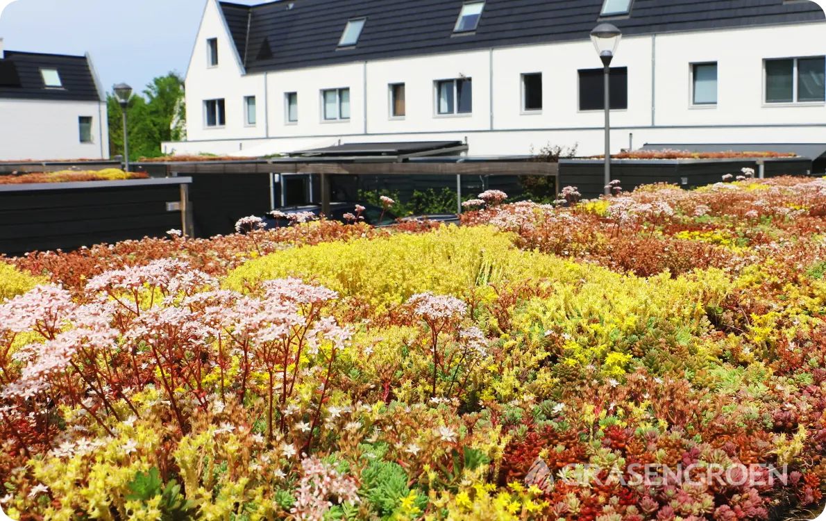 Sedumdak2 • Gras en Groen Winkel