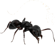 Aaltjes tegen mieren