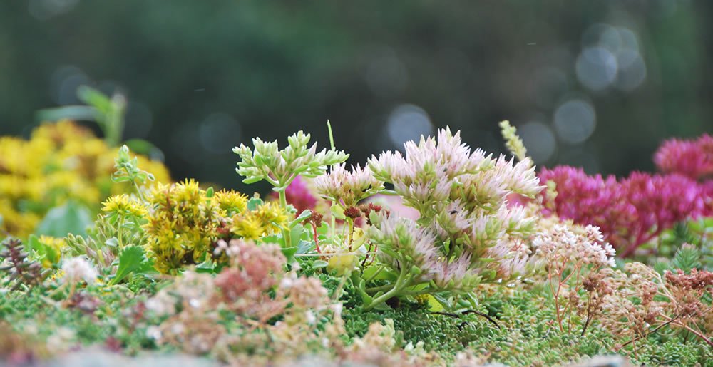 Keuzegroendak • Gras en Groen Winkel