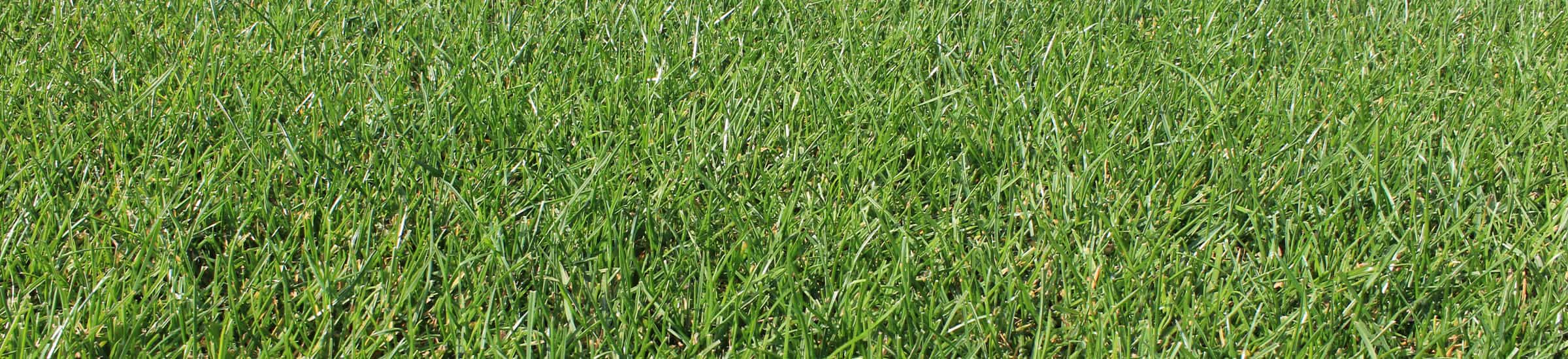 Graszoden • Gras en Groen Winkel