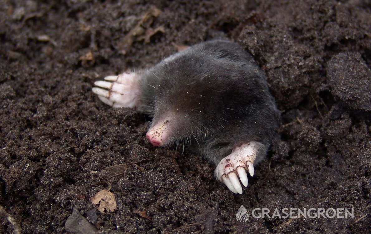 Gazonplagen1 • Gras en Groen Winkel