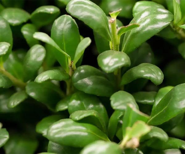 Groenblijvendehaagjapansehulst • Gras en Groen Winkel