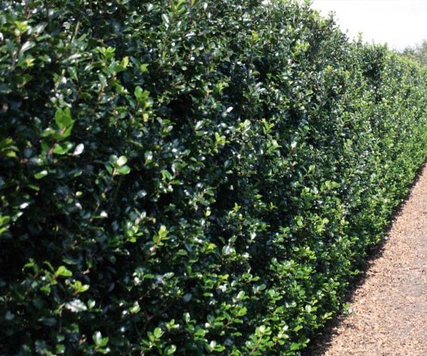 Groenblijvendehaaghulst • Gras en Groen Winkel