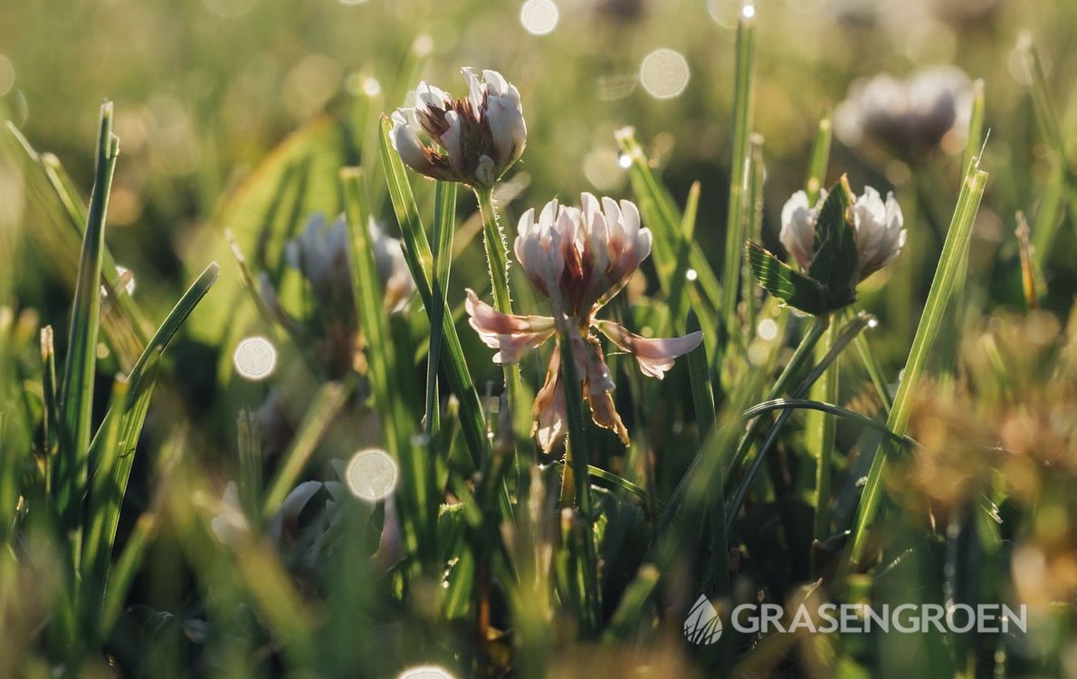 Gazononkruid1 • Gras en Groen Winkel