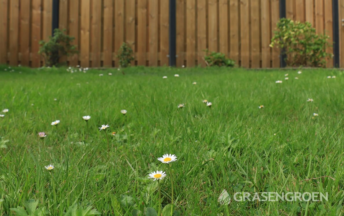 Gazononkruid3 • Gras en Groen Winkel