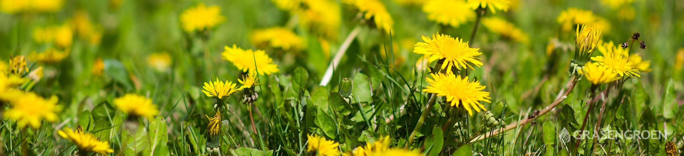 Onkruid • Gras en Groen Winkel