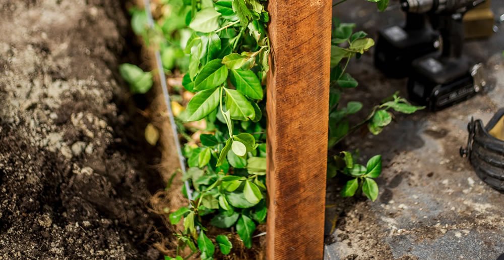 Zelfkantklaarhaagaanplanten • Gras en Groen Winkel