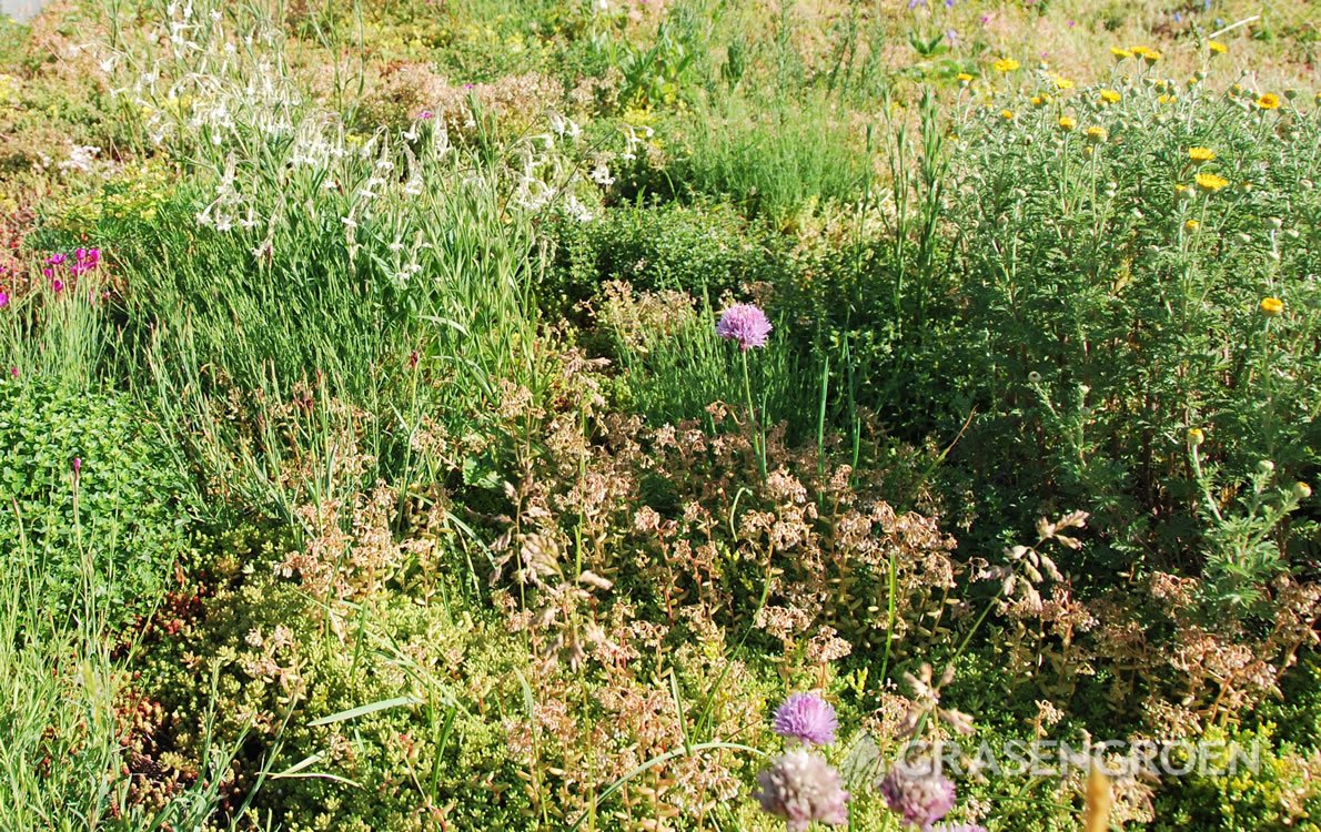 Groendakonderhouden1 • Gras en Groen Winkel