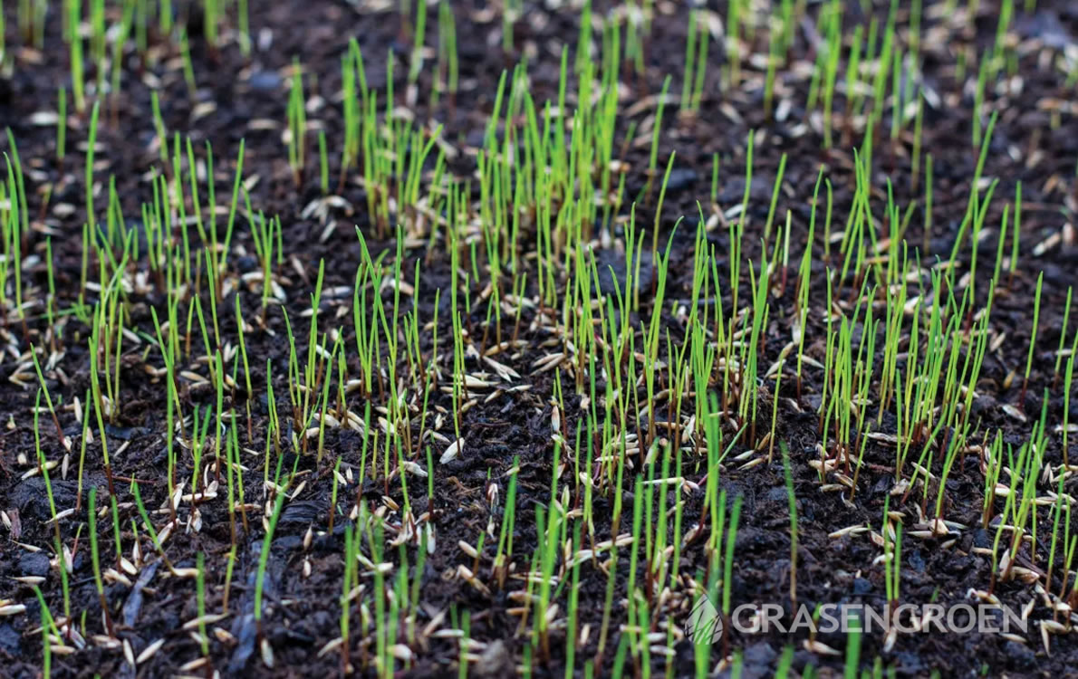 Graszaaien1 • Gras en Groen Winkel