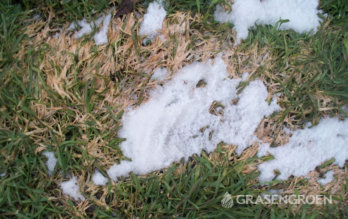 Sneeuwschimmel2 • Gras en Groen Winkel