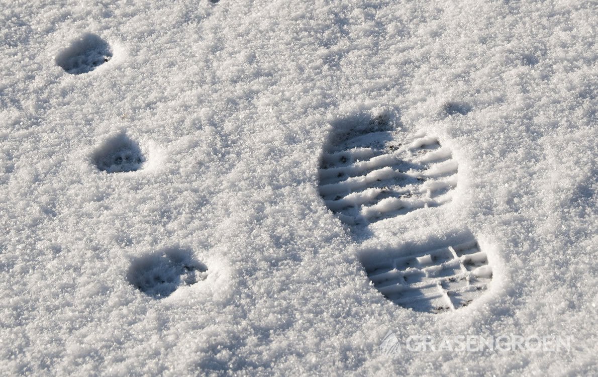 Sneeuwschimmel3 • Gras en Groen Winkel