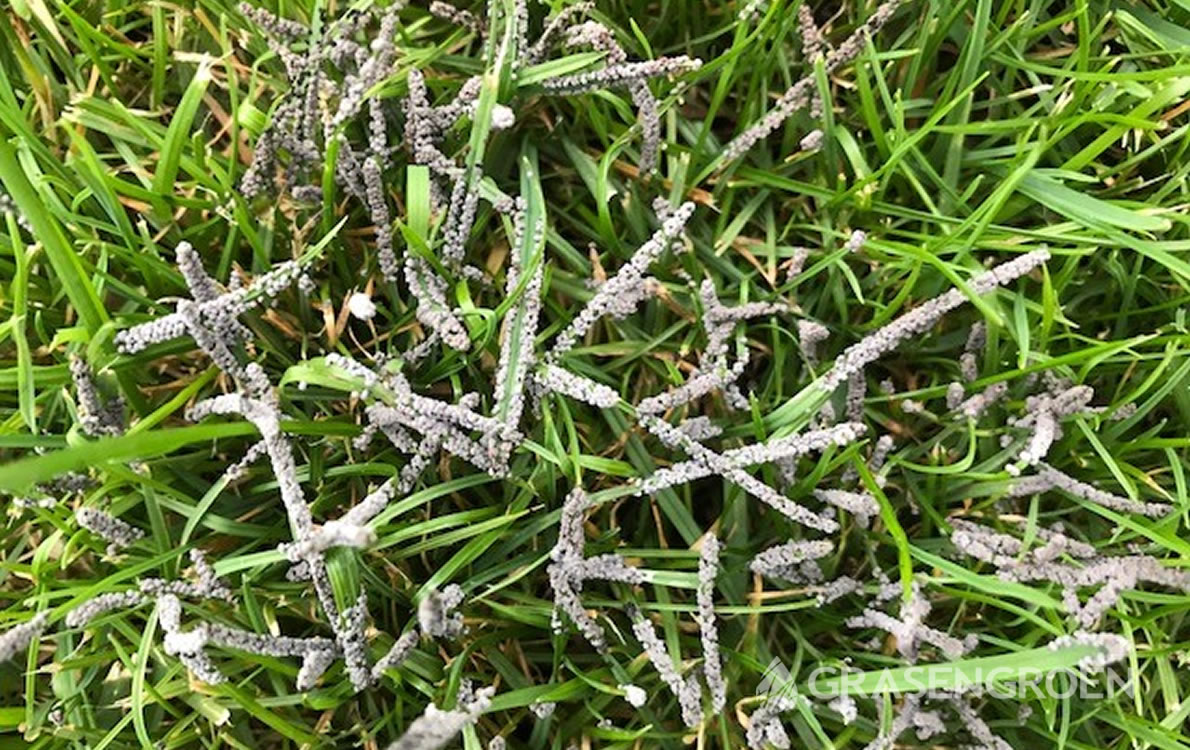 Omvalziekte1 • Gras en Groen Winkel