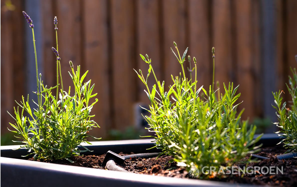 Tuinplanten6 • Gras en Groen Winkel