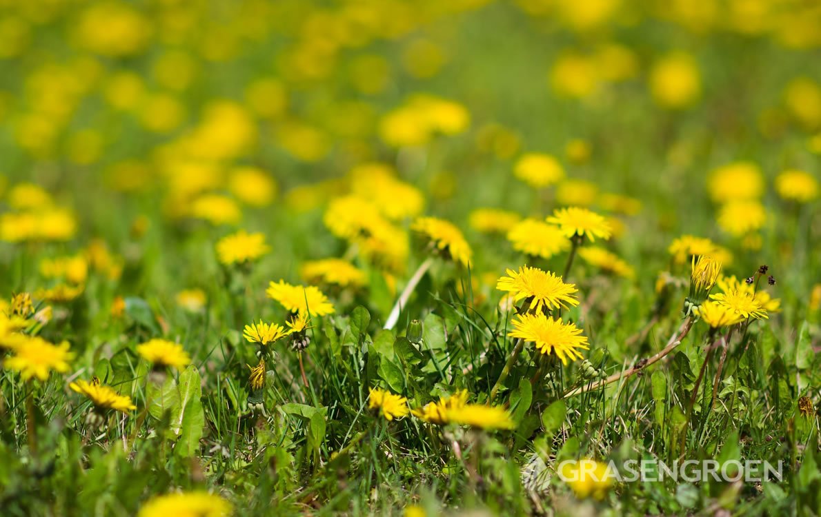 Gazononkruid4 • Gras en Groen Winkel