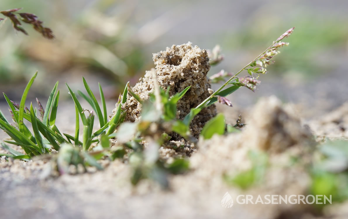 Mieren1 • Gras en Groen Winkel