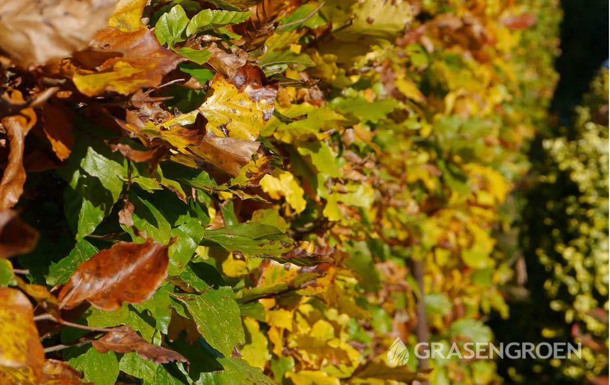 Hagen1 • Gras en Groen Winkel