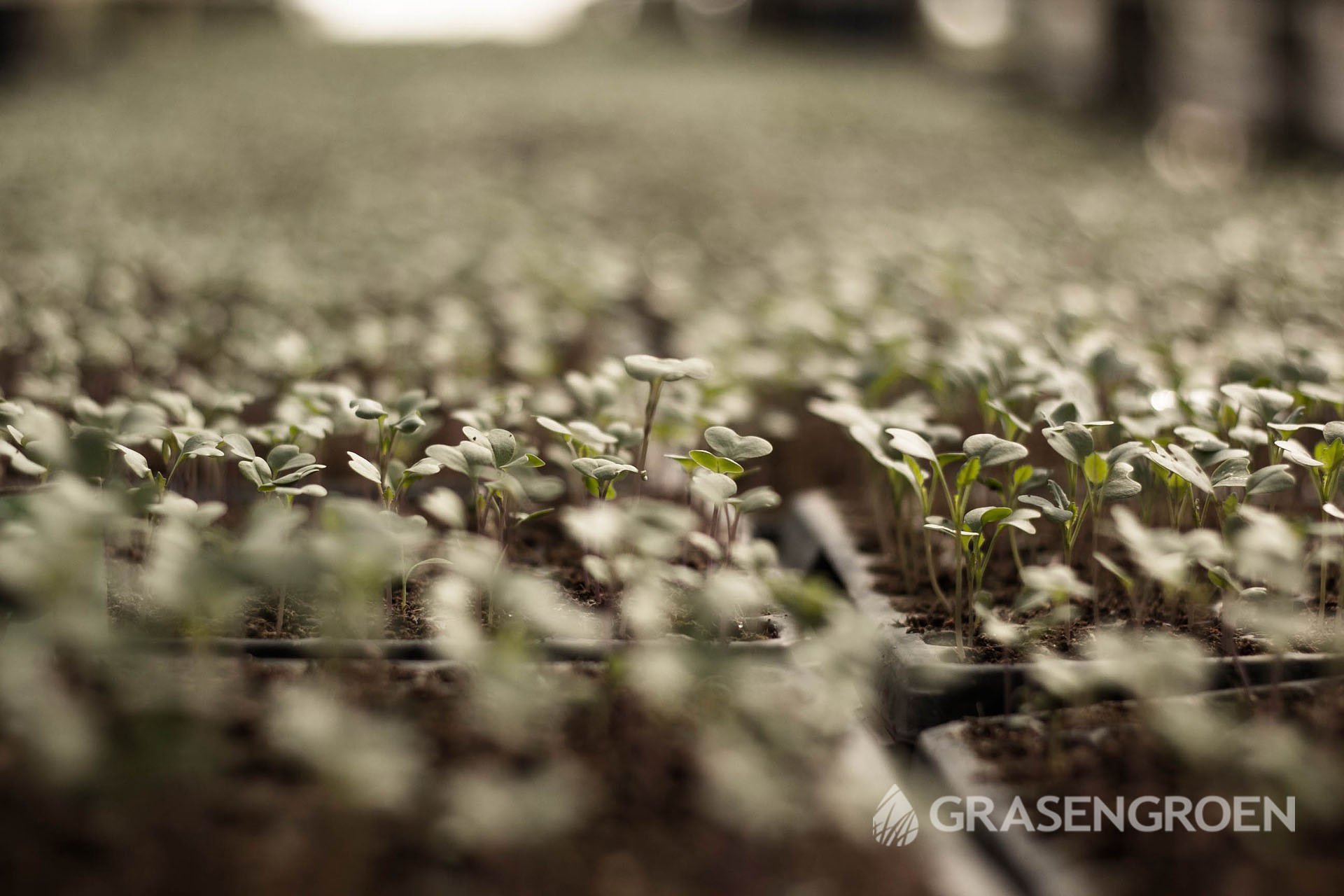 Moestuin2 • Gras en Groen Winkel