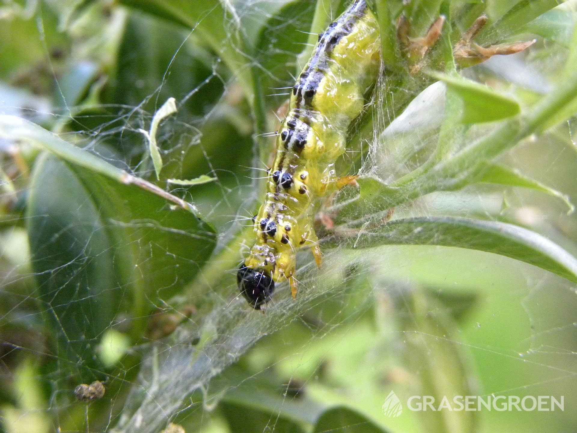 Buxusrups • Gras en Groen Winkel