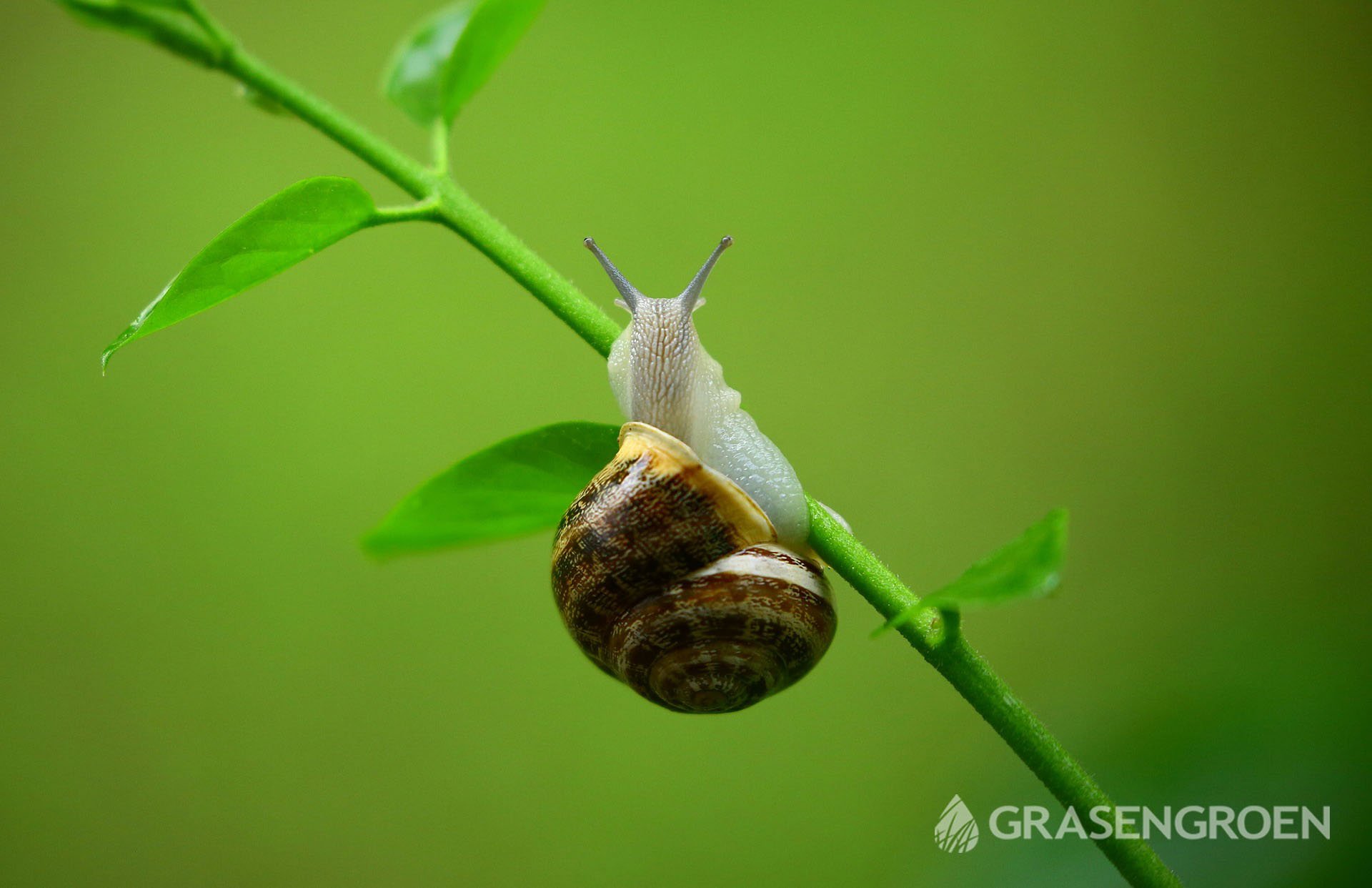 Slakken • Gras en Groen Winkel