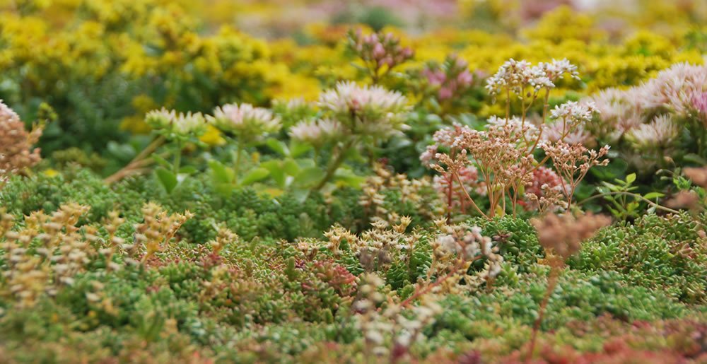 Groendak • Gras en Groen Winkel