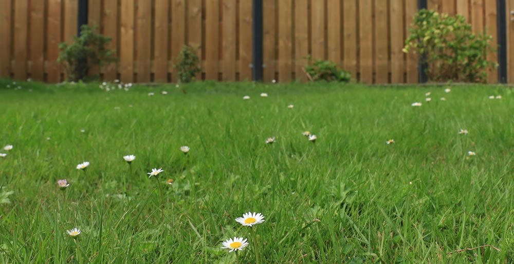 Gazononkruid • Gras en Groen Winkel