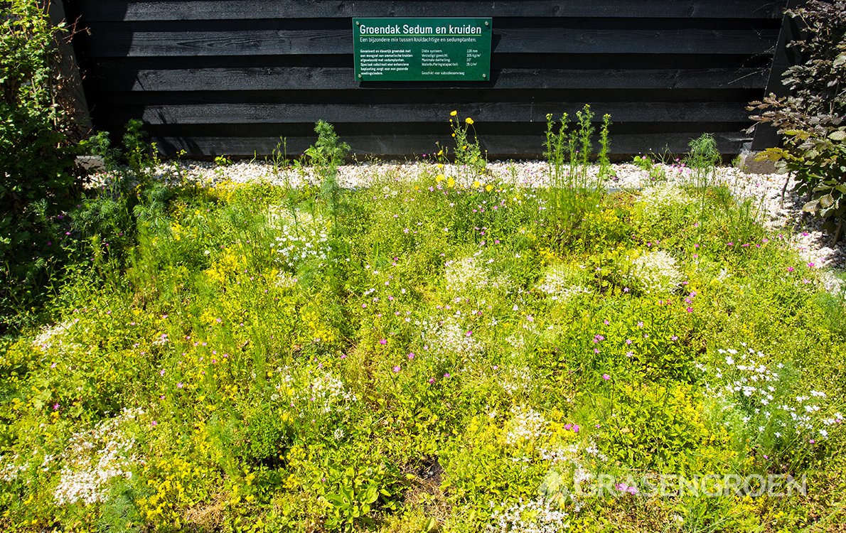 Showtuinsedum1 • Gras en Groen Winkel