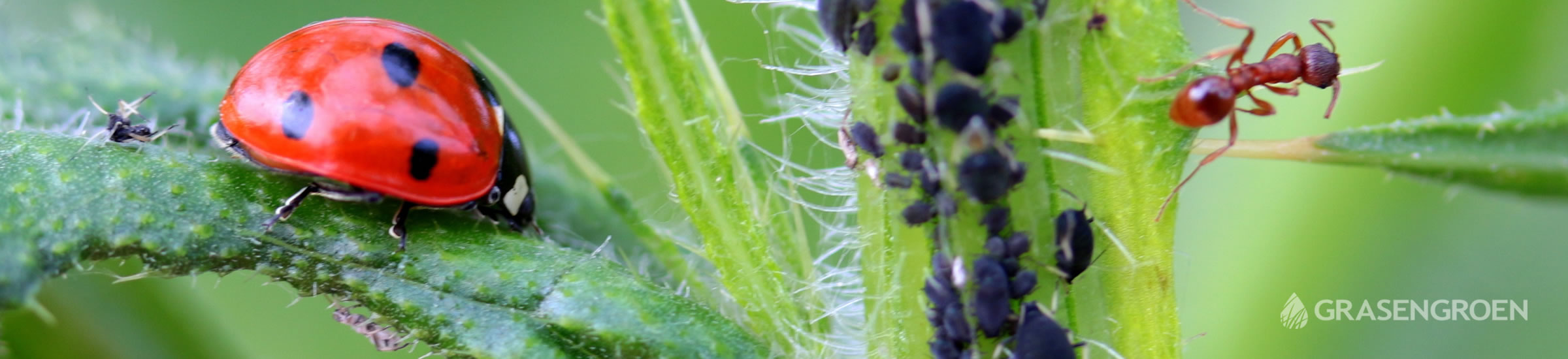 Tuinplagenziekten • Gras en Groen Winkel