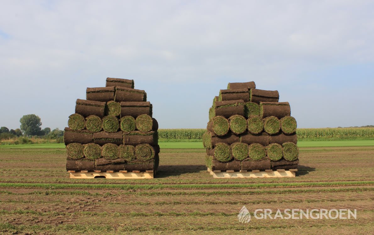 Graszodenkopen1 • Gras en Groen Winkel