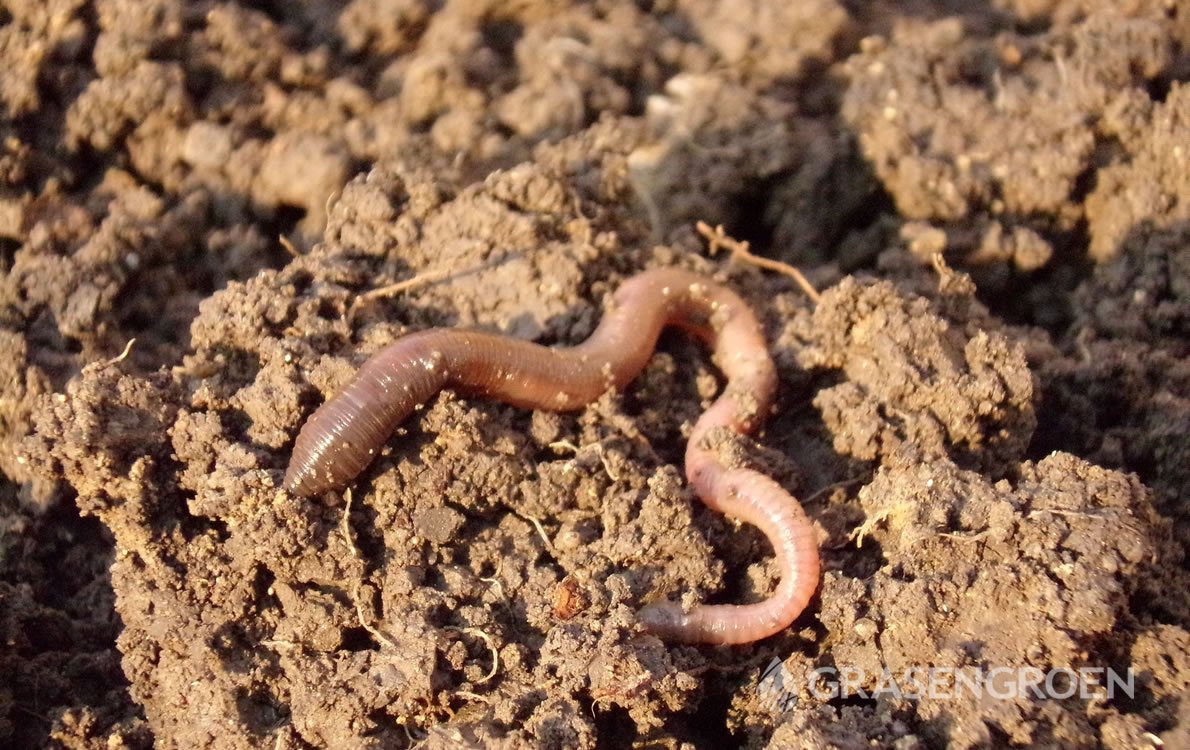 Idealebodemgazon1 • Gras en Groen Winkel