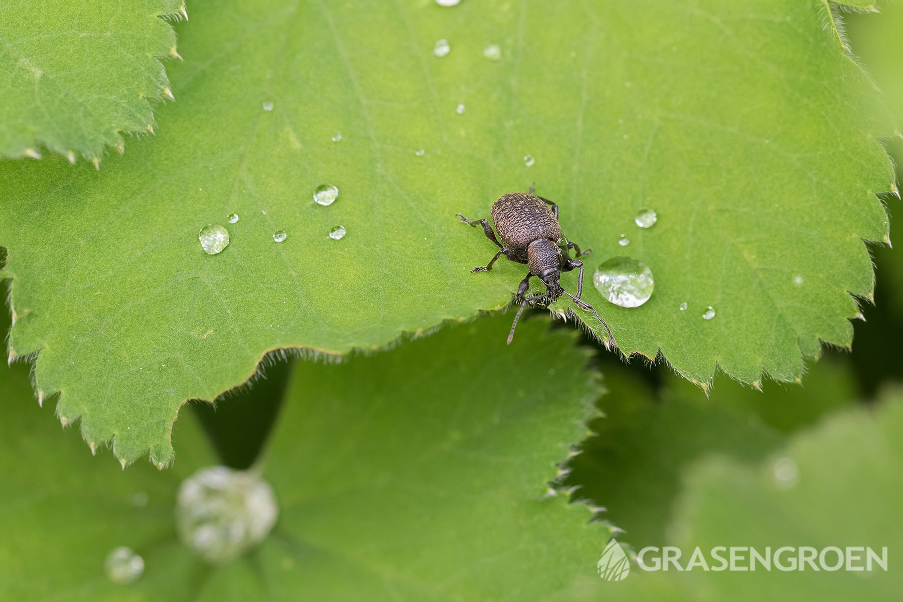 Taxuskever1 • Gras en Groen Winkel