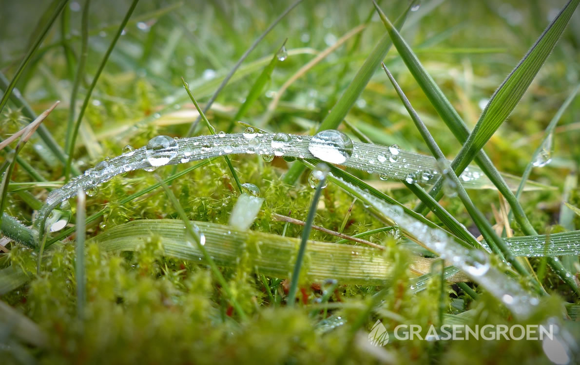 Verticuteren2 • Gras en Groen Winkel