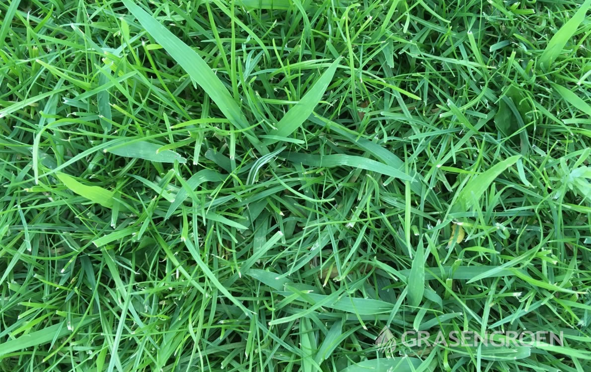 Verticuteren3 • Gras en Groen Winkel