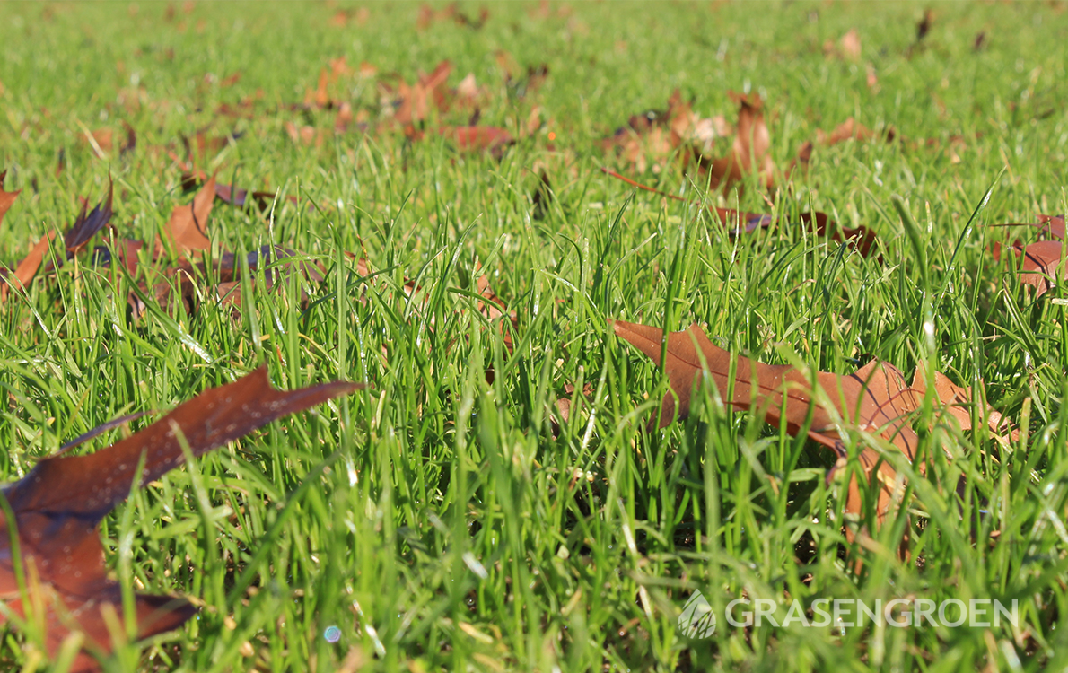 Wanneergrasbijzaaien1 • Gras en Groen Winkel