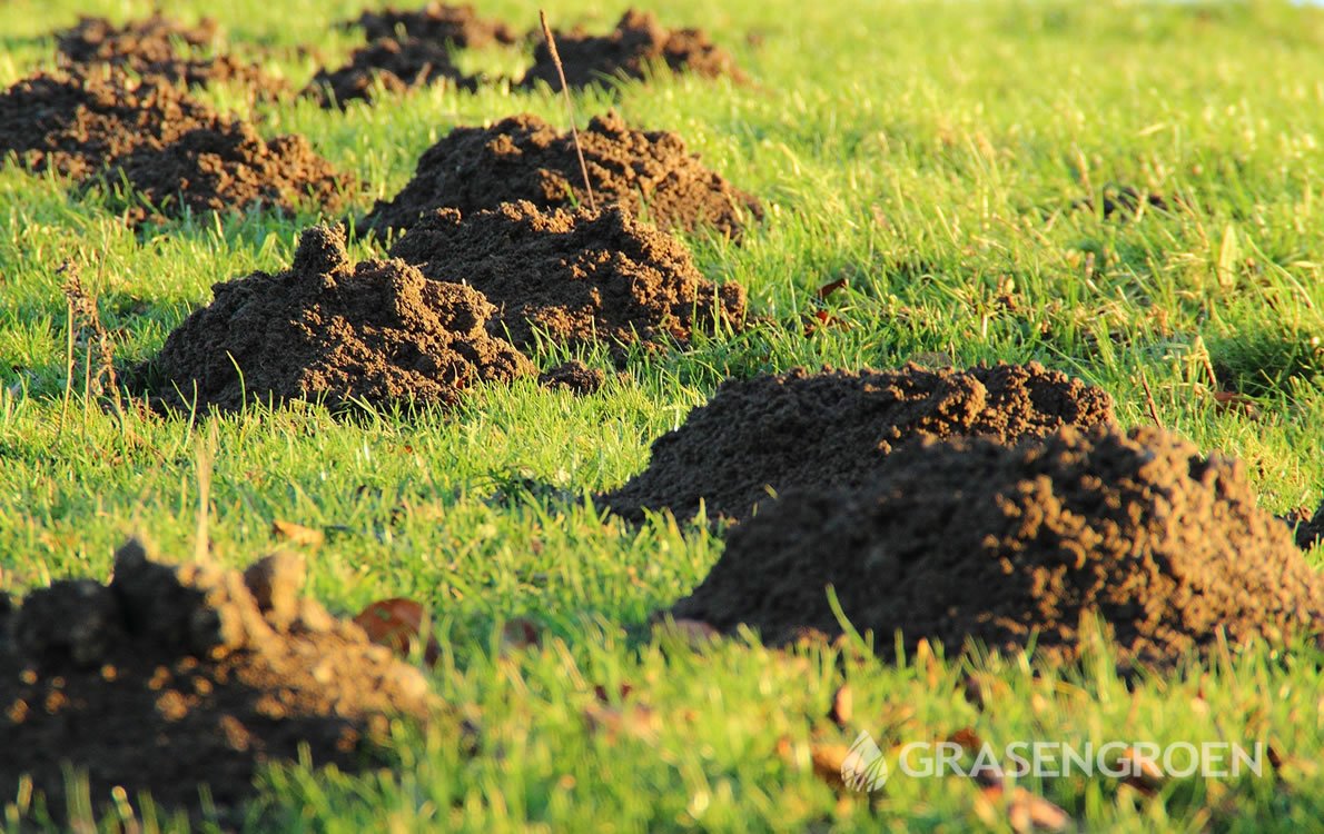 Mollentuin5 • Gras en Groen Winkel