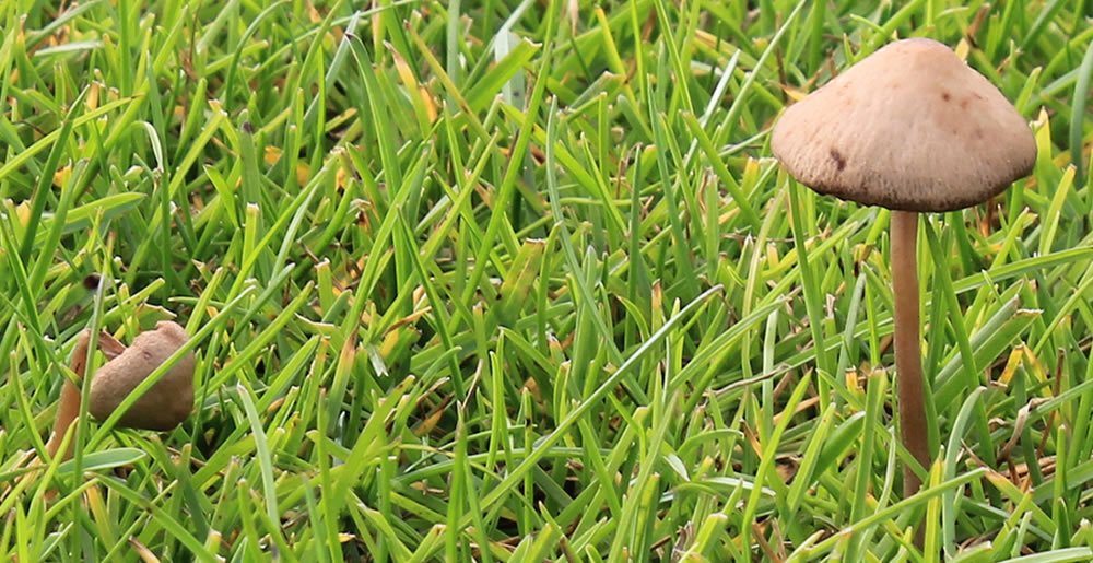 Paddenstoelen • Gras en Groen Winkel