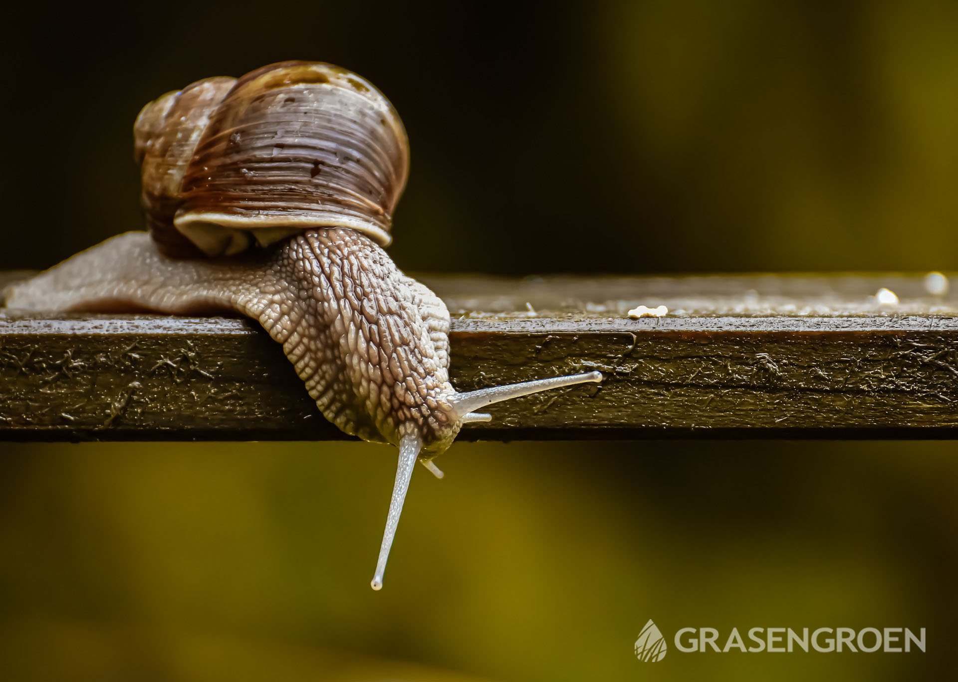 Slakken2 • Gras en Groen Winkel