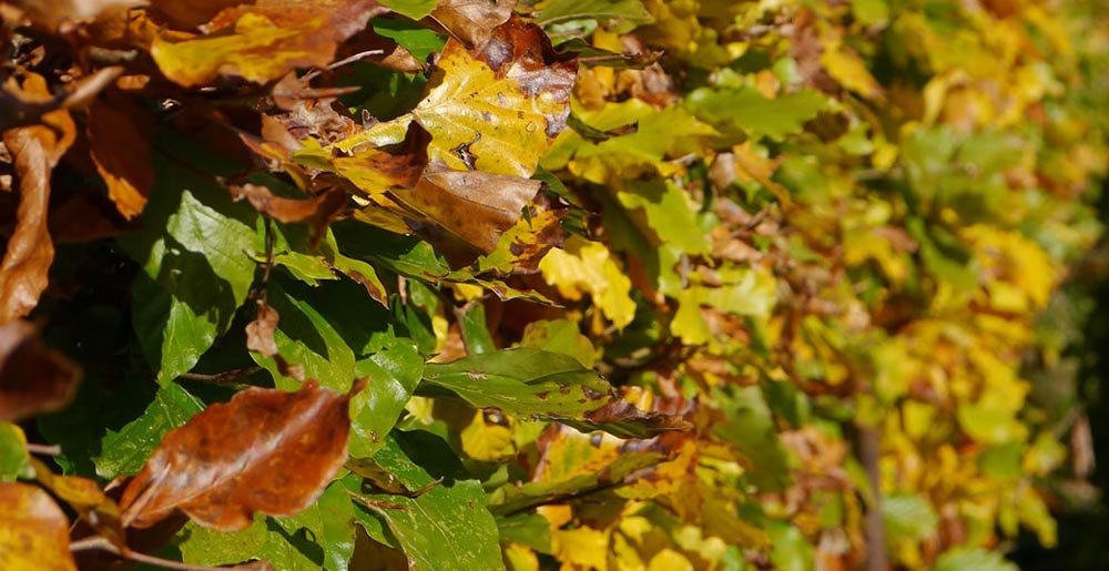 Bladverliezendehagenxl • Gras en Groen Winkel