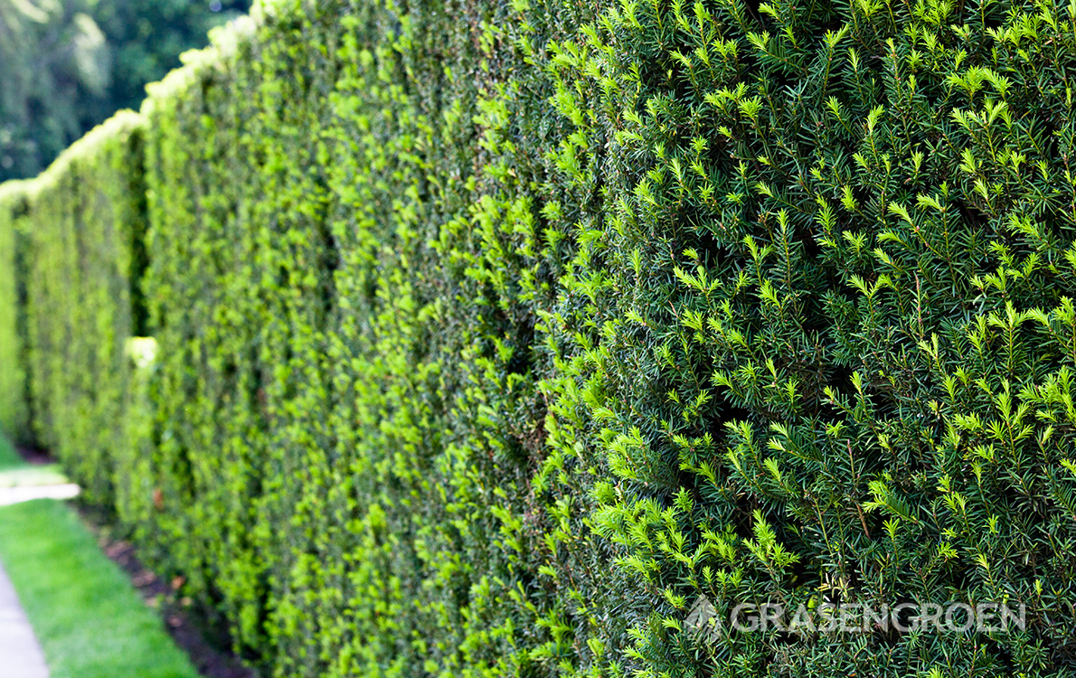 Hagen2 • Gras en Groen Winkel